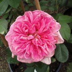 Gertrude Jekyll