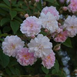 Paul`s Himalayan Musk