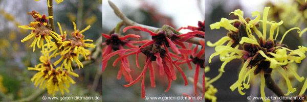Zaubernuss - Hamamelis