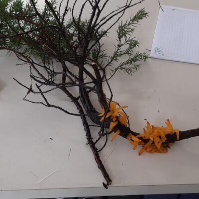 Birnengitterrost an Wacholder