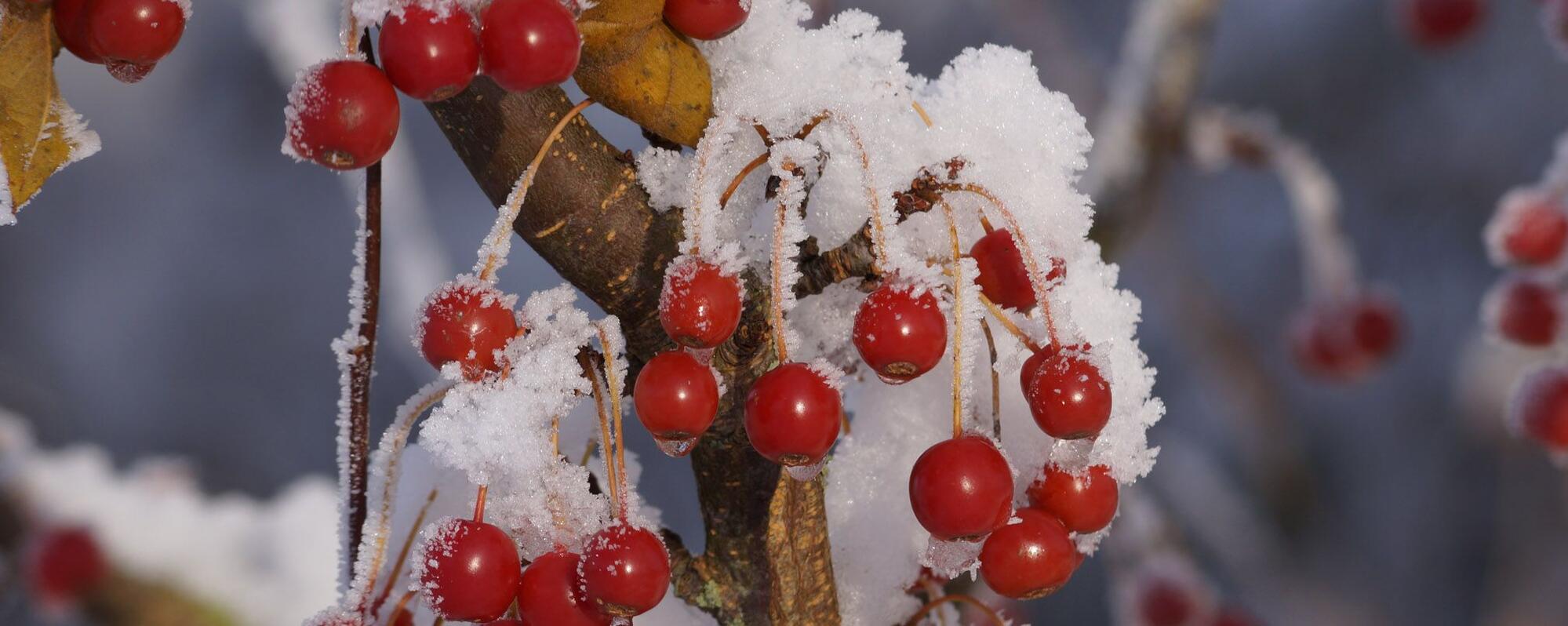 Gärtnerei und Baumschule in Gettorf | Gärtner gesucht?
