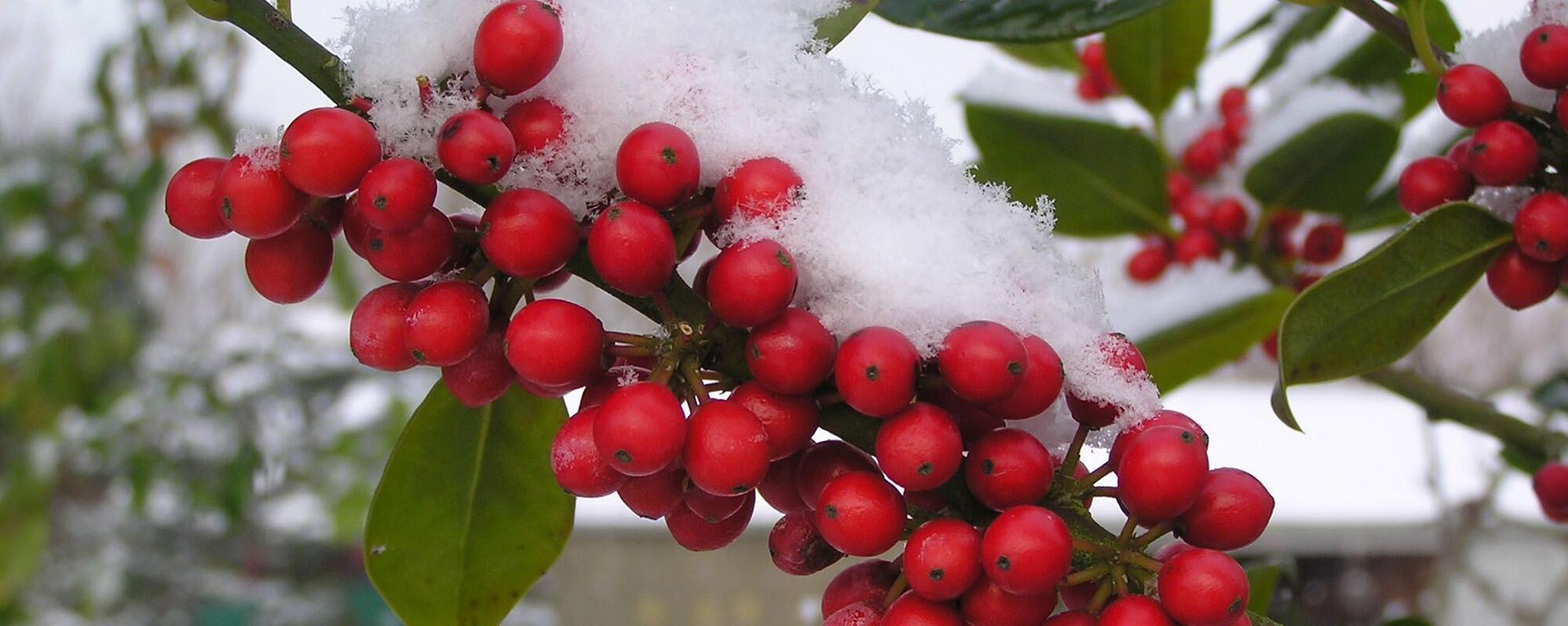 Gärtnerei und Baumschule in Gettorf | Gärtner gesucht?