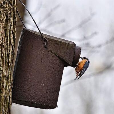 Nistkästen von Schwegler in Gettorf