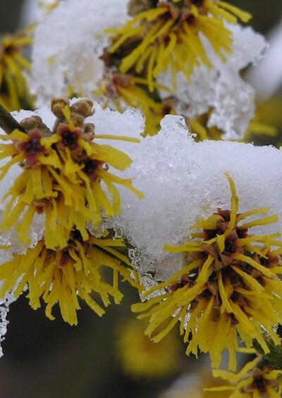 Zaubernuss - Hamamelis