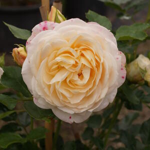 Rose Friedenslicht