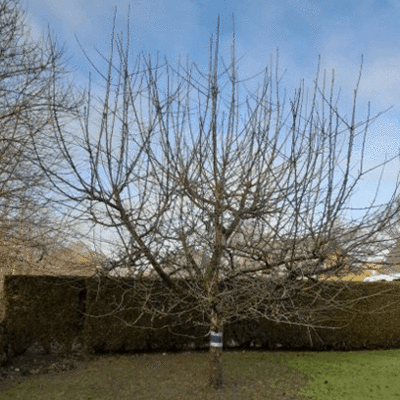 Fachgerechter Obstbaumschnitt