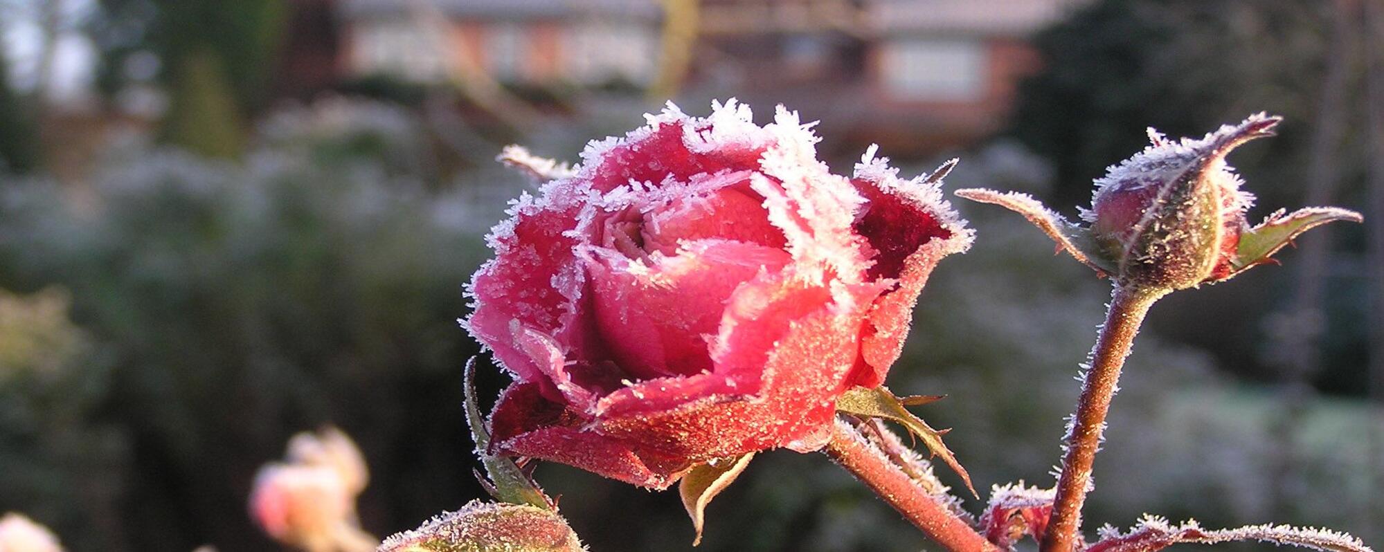 Gärtnerei und Baumschule in Gettorf | Gärtner gesucht?