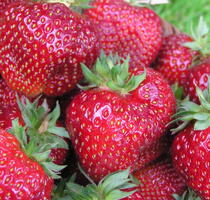 Erdbeeren