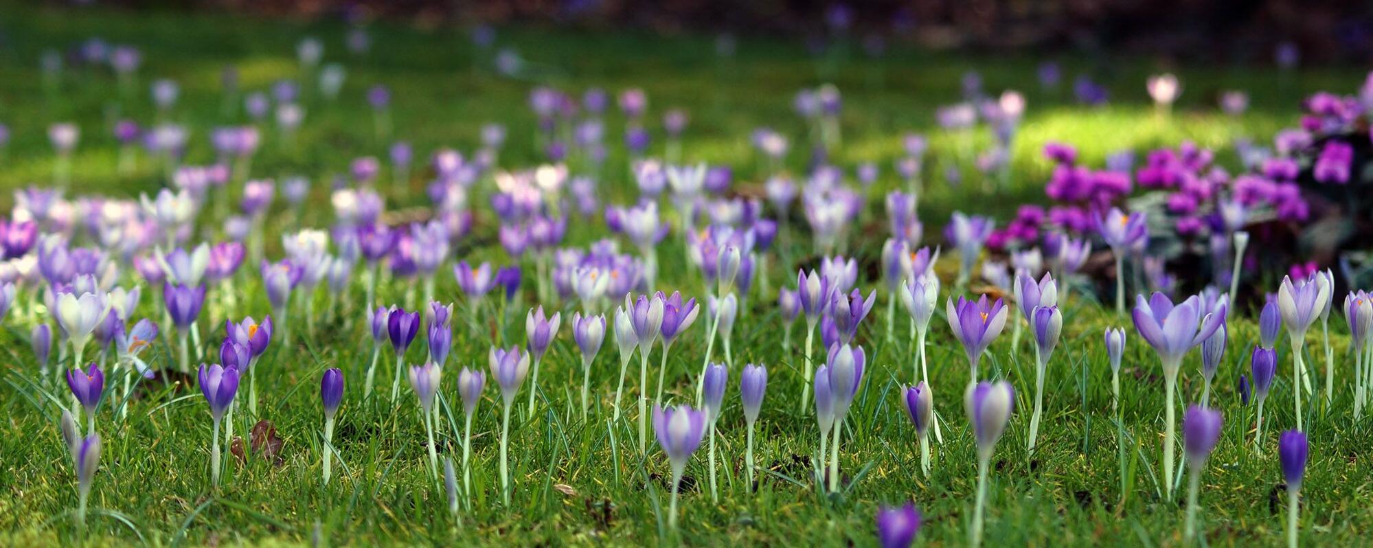 Gärtnerei und Baumschule in Gettorf | Gärtner gesucht?