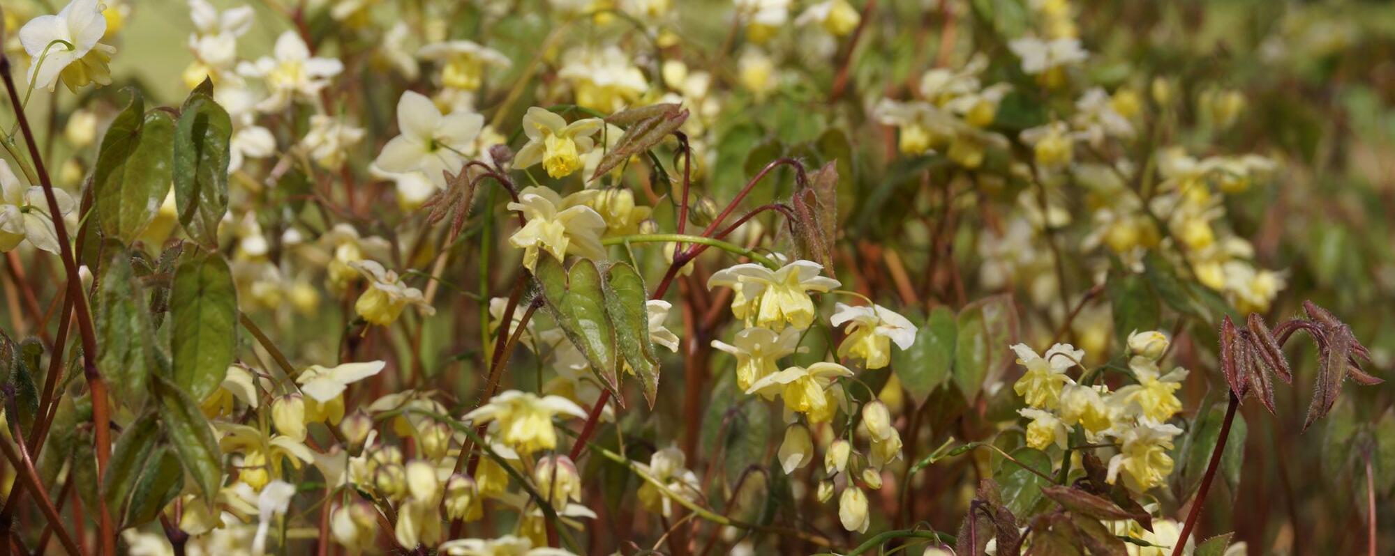 Gärtnerei und Baumschule in Gettorf | Gärtner gesucht?