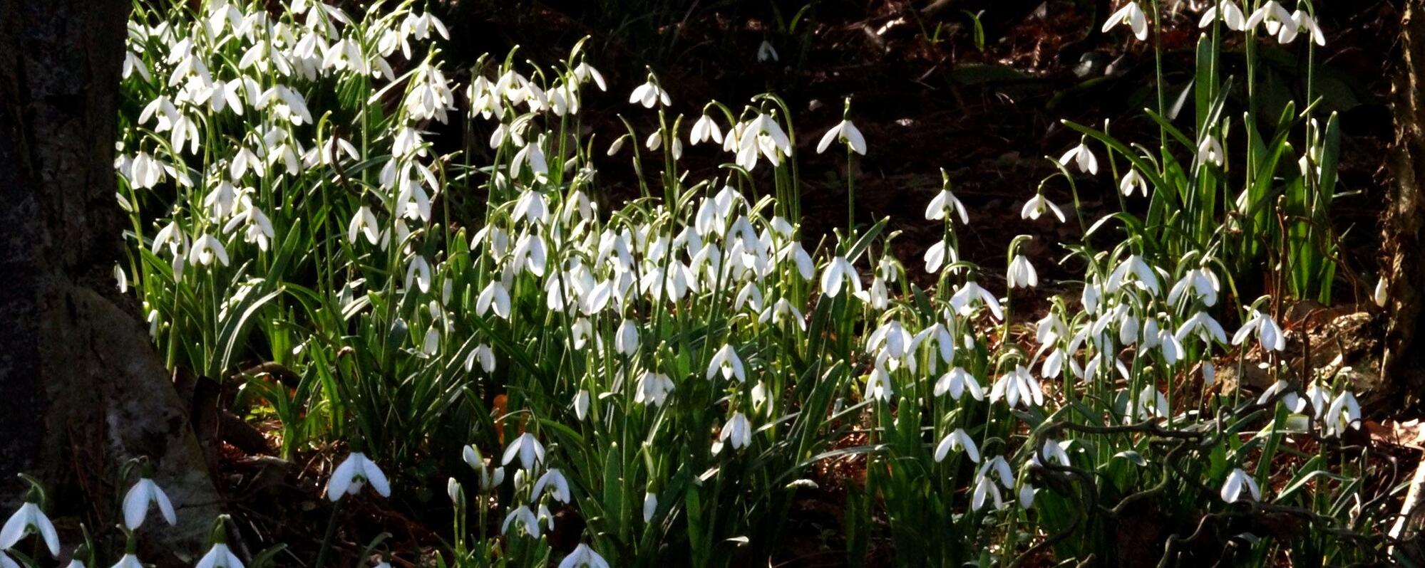 Gärtnerei und Baumschule in Gettorf | Gärtner gesucht?