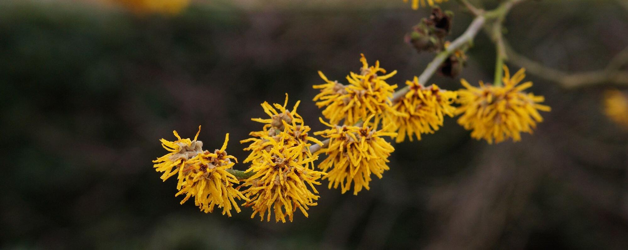 G&auml;rtnerei und Baumschule in Gettorf | G&auml;rtner gesucht?