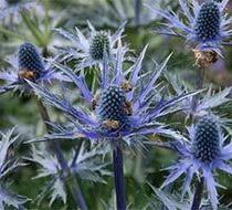 Distel
