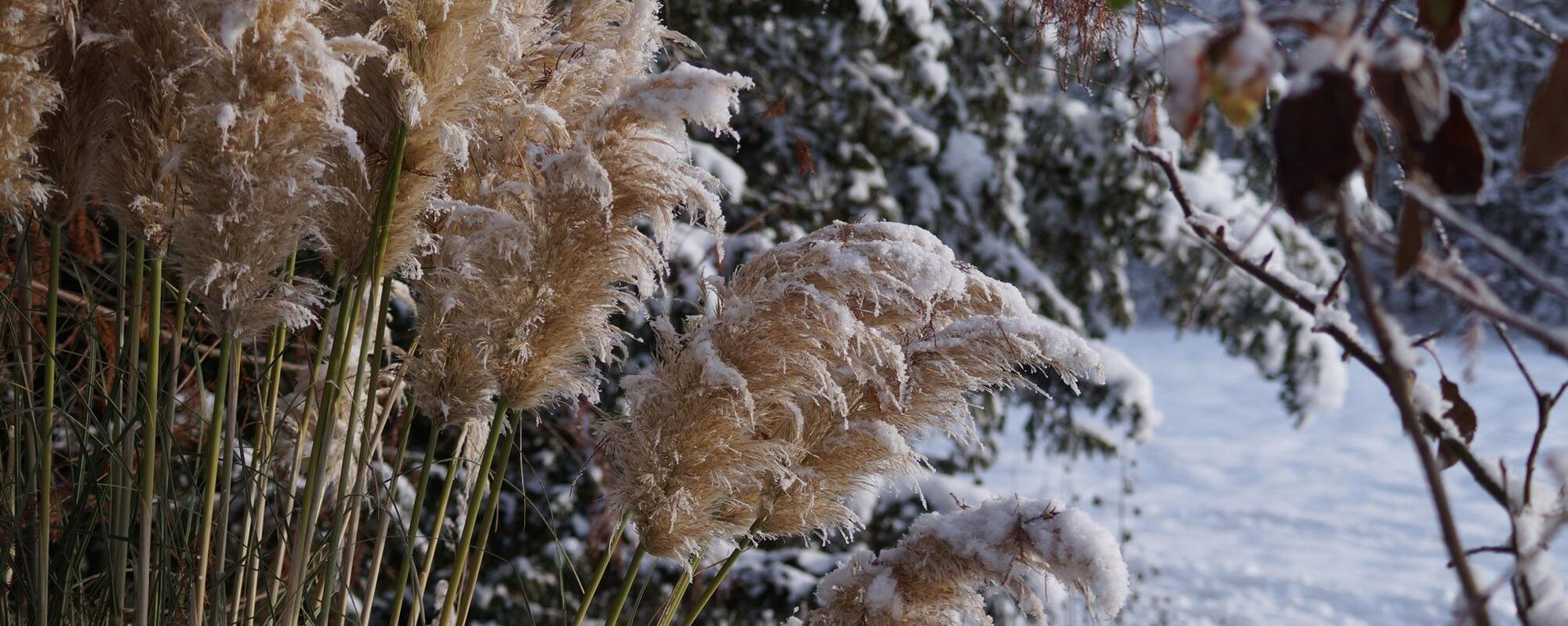 Gärtnerei und Baumschule in Gettorf | Gärtner gesucht?