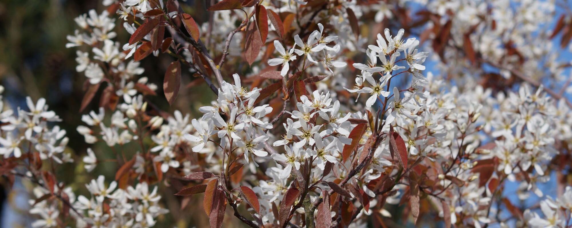 Gärtnerei und Baumschule in Gettorf | Gärtner gesucht?