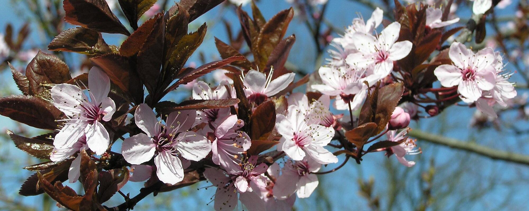 Gärtnerei und Baumschule in Gettorf | Gärtner gesucht?