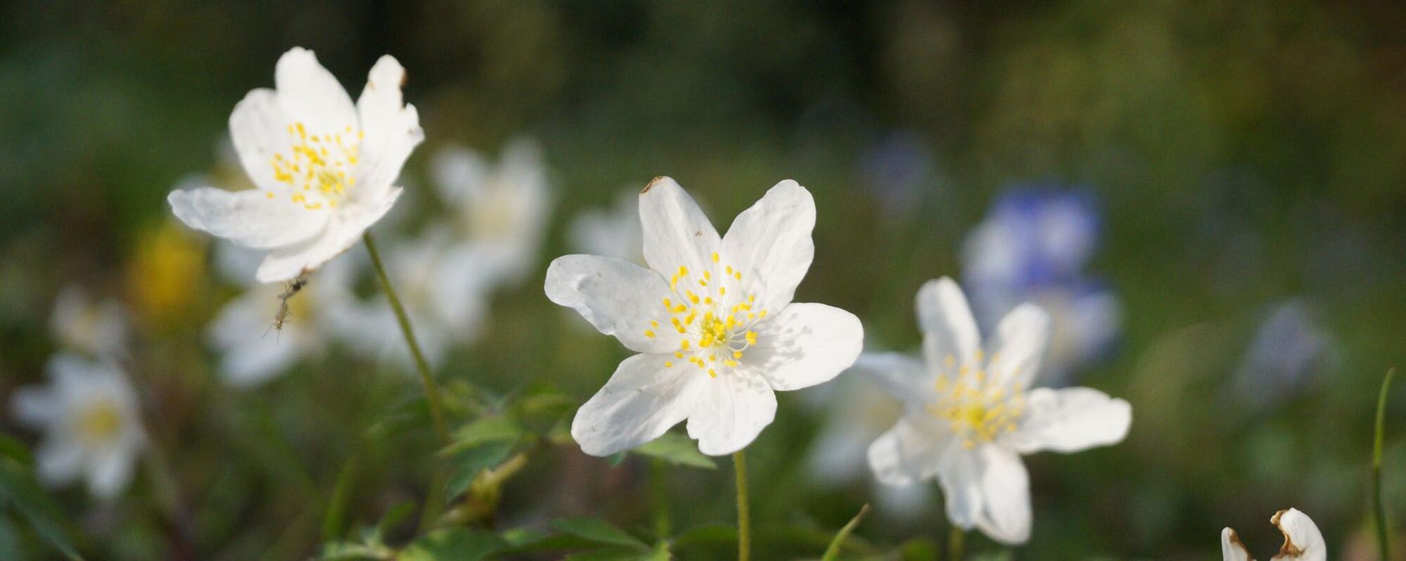 Gärtnerei und Baumschule in Gettorf | Gärtner gesucht?