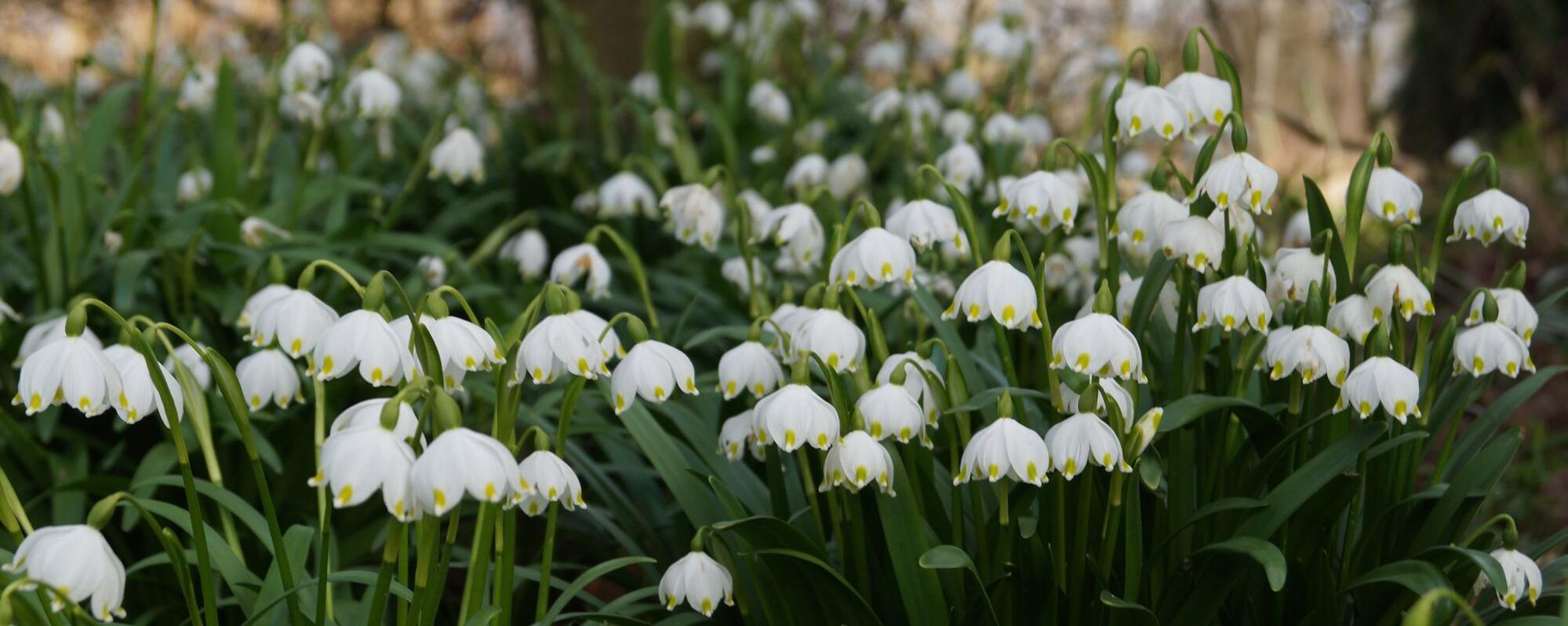 Gärtnerei und Baumschule in Gettorf | Gärtner gesucht?