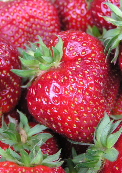 Erdbeeren