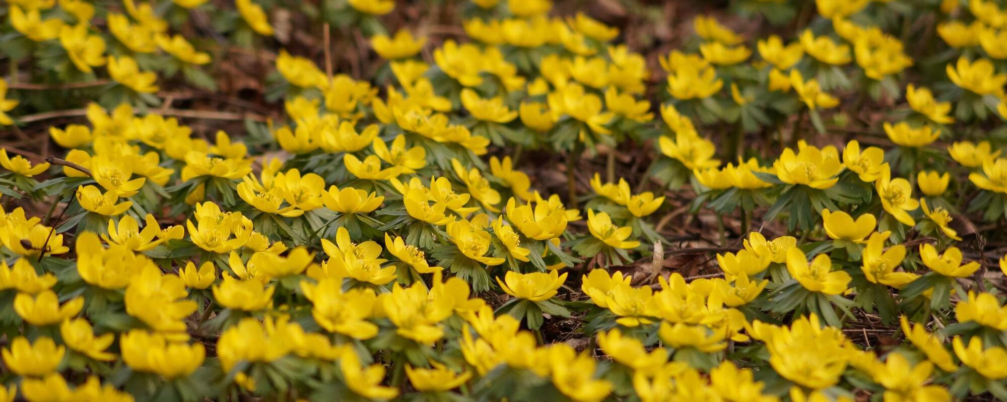 Gärtnerei und Baumschule in Gettorf | Gärtner gesucht?
