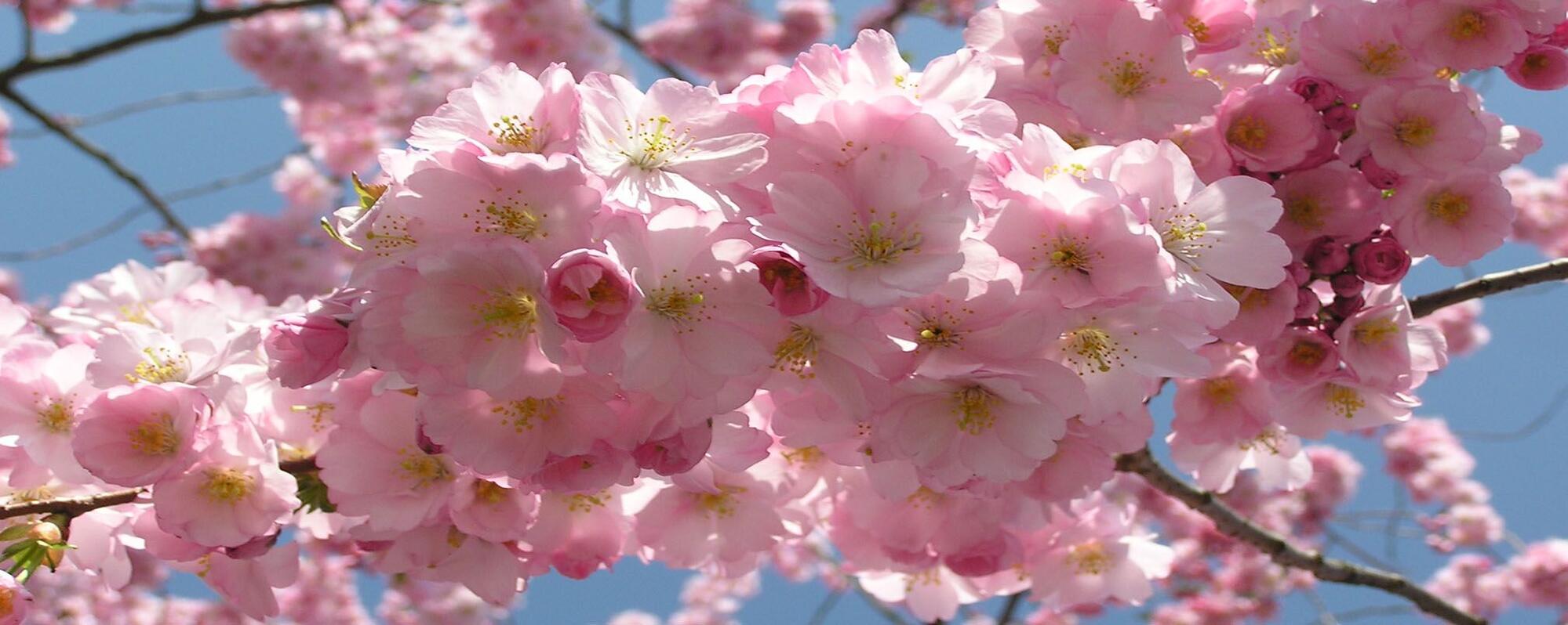 Gärtnerei und Baumschule in Gettorf | Gärtner gesucht?