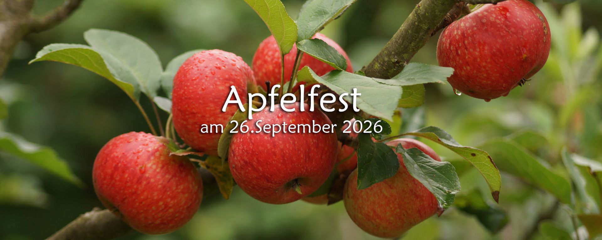 rote Äpfel am Ast mit Schriftlicher erinnerung an das Apfelfest am 26.September 2026 in der GartenBaumschule Dittmann